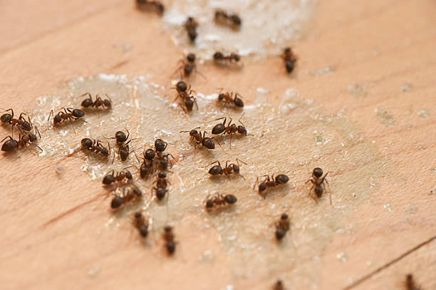 Best Emergency Pest Control  in Arroyo Grande, CA